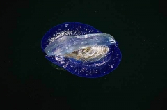 By-the-wind Sailor (Velella velella)