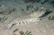 Western King Prawn (Penaeus latisulcatus) Western King Prawn (Penaeus latisulcatus)