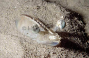 Western King Prawn (Penaeus latisulcatus) Western King Prawn (Penaeus latisulcatus)