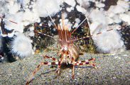Spot Prawn (Pandalus platyceros) Spot Prawn (Pandalus platyceros)