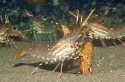 Spot Prawn (Pandalus platyceros)