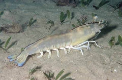 Western King Prawn (Penaeus latisulcatus)
