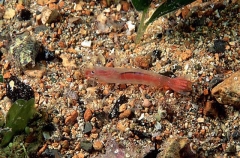 Kimber's Prawn (Tozeuma kimberi)