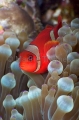 Spine-cheek Anemonefish (Premnas biaculeatus) Spine-cheek Anemonefish (Premnas biaculeatus)