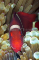 Spine-cheek Anemonefish (Premnas biaculeatus) Spine-cheek Anemonefish (Premnas biaculeatus)