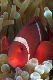 Spine-cheek Anemonefish (Premnas biaculeatus) Spine-cheek Anemonefish (Premnas biaculeatus)