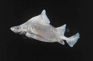 Prickly Dogfish (Oxynotus bruniensis) Prickly Dogfish (Oxynotus bruniensis)