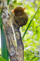 Philippine Tarsier (Tarsius syrichta) Philippine Tarsier (Tarsius syrichta)