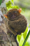 Philippine Tarsier (Tarsius syrichta) Philippine Tarsier (Tarsius syrichta)