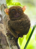 Philippine Tarsier (Tarsius syrichta) Philippine Tarsier (Tarsius syrichta)