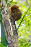 Philippine Tarsier (Tarsius syrichta) Philippine Tarsier (Tarsius syrichta)