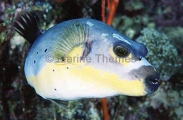 Blackspotted Puffer Fish (Arothron nigropunctatus) Blackspotted Puffer Fish (Arothron nigropunctatus)