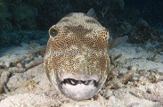 Star Pufferfish (Arothron stellatus) Star Pufferfish (Arothron stellatus)