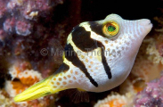 Ambon Toby (Canthigaster amboinensis) Ambon Toby (Canthigaster amboinensis)