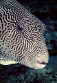 Map Pufferfish (Arothron mappa) Map Pufferfish (Arothron mappa)