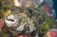 Stars and Stripes Pufferfish (Arothron hispidus) Stars and Stripes Pufferfish (Arothron hispidus)