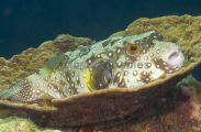 Stars and Stripes Pufferfish (Arothron hispidus) Stars and Stripes Pufferfish (Arothron hispidus)