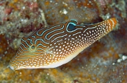 False-eye Puffer (Canthigaster papua)