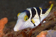 Valentinni's Sharpnose Puffer (Canthigaster valentini) Valentinni's Sharpnose Puffer (Canthigaster valentini)