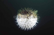 Globefish (Diodon nichthemerus) Globefish (Diodon nichthemerus)
