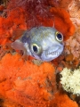 Globefish (Diodon nichthemerus)