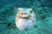 Spotted Burrfish (Chilomycterus reticulatus) Spotted Burrfish (Chilomycterus reticulatus)