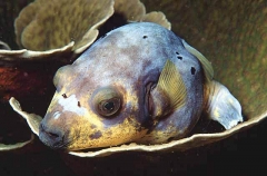 Blackspotted Puffer Fish (Arothron nigropunctatus)