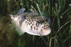 Smooth Toadfish (Tetractenos glaber)