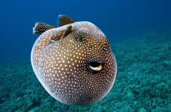 Guineafowl Pufferfish (Arothron meleagris) Guineafowl Pufferfish (Arothron meleagris)