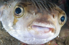 Long-spine Porcupinefish (Diodon holocanthus) Long-spine Porcupinefish (Diodon holocanthus)