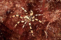 Longlegged Sea Spider (Stylopallene longicauda) Longlegged Sea Spider (Stylopallene longicauda)