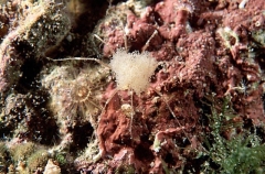 Australian Sea Spider (Parapallene australiensis) Australian Sea Spider (Parapallene australiensis)
