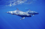 Pygmy Killer Whales (Feresa attenuata) Pygmy Killer Whales (Feresa attenuata)