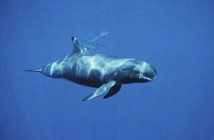 Pygmy Killer Whale (Feresa attenuata) Pygmy Killer Whale (Feresa attenuata)