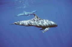 Pygmy Killer Whales (Feresa attenuata) Pygmy Killer Whales (Feresa attenuata)