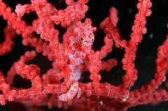Pygmy Seahorse (Hippocampus bargibanti)