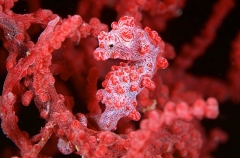 Pygmy Seahorse (Hippocampus bargibanti)