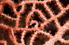 Pygmy Seahorse (Hippocampus denise) Pygmy Seahorse (Hippocampus denise)