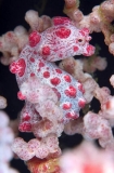 Pygmy Seahorse (Hippocampus bargibanti) Pygmy Seahorse (Hippocampus bargibanti)