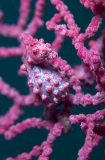 Pygmy Seahorse (Hippocampus bargibanti) Pygmy Seahorse (Hippocampus bargibanti)