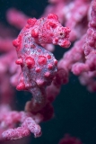 Pygmy Seahorse (Hippocampus bargibanti) Pygmy Seahorse (Hippocampus bargibanti)