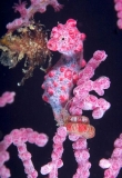 Pygmy Seahorse (Hippocampus bargibanti) Pygmy Seahorse (Hippocampus bargibanti)