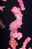 Pygmy Seahorse (Hippocampus bargibanti) Pygmy Seahorse (Hippocampus bargibanti)