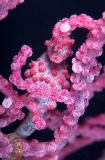 Pygmy Seahorse (Hippocampus bargibanti) Pygmy Seahorse (Hippocampus bargibanti)