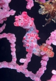 Pygmy Seahorse (Hippocampus bargibanti) Pygmy Seahorse (Hippocampus bargibanti)