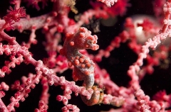 Pygmy Seahorse (Hippocampus bargibanti) Pygmy Seahorse (Hippocampus bargibanti)