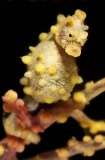 Pygmy Seahorse (Hippocampus bargibanti) Pygmy Seahorse (Hippocampus bargibanti)