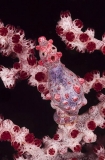 Pygmy Seahorse (Hippocampus bargibanti) Pygmy Seahorse (Hippocampus bargibanti)