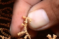 Pygmy Seahorse (Hippocampus denise) Pygmy Seahorse (Hippocampus denise)