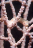 Pygmy Seahorse (Hippocampus denise) Pygmy Seahorse (Hippocampus denise)